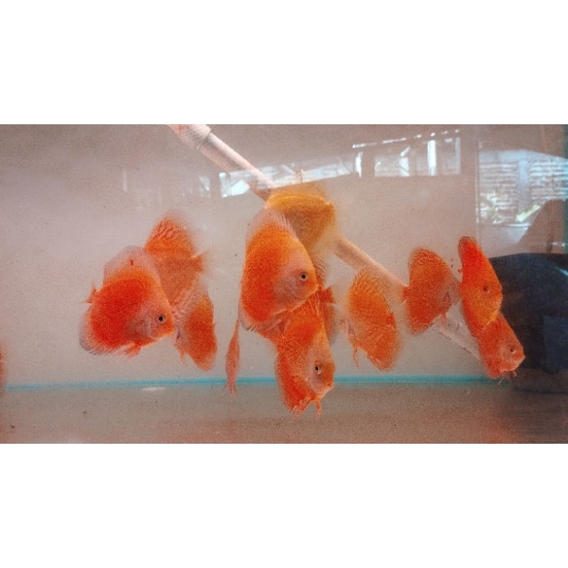 Jual discus 3 inch body | Shopee Indonesia