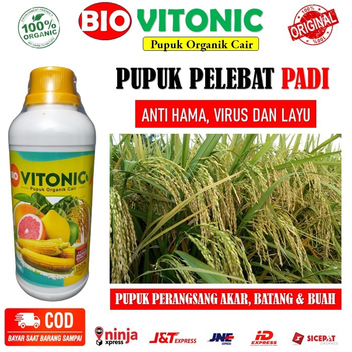 Jual Pupuk Ajaib Perbanyak Buah Padi Bio Vitonic Pupuk Organik Zpt Panen Padi Lebih Banyak Dan