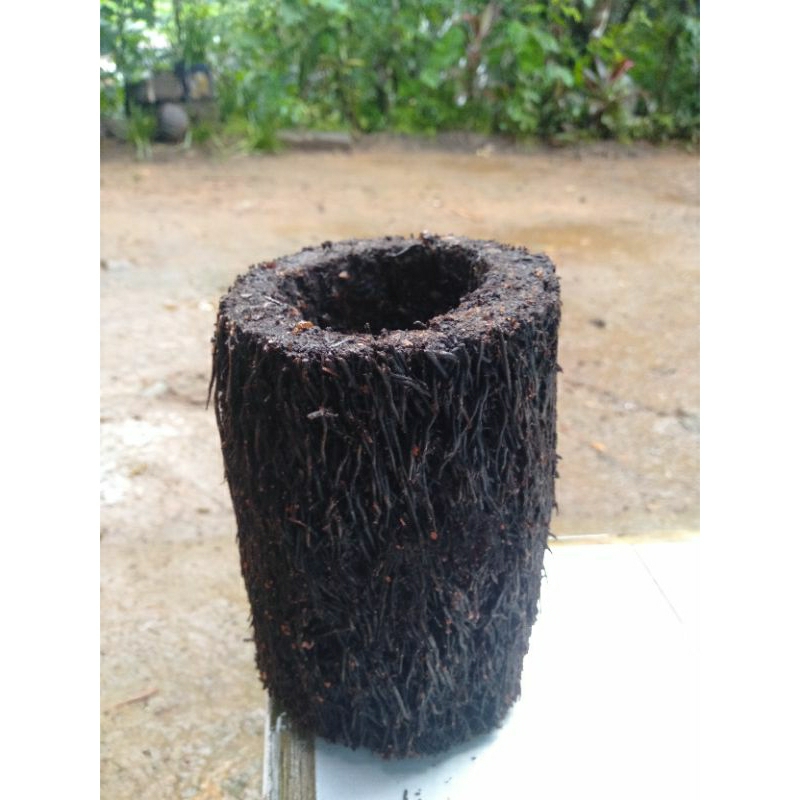 Jual pot bahan pohon pakis puell akar buat tanam anggrek | Shopee Indonesia