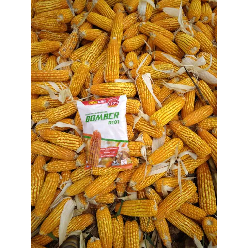 Jual ASA - BENIH JAGUNG PIPIL BOMBER ASA R101 - Isi 1 Kg 4200 Biji ...