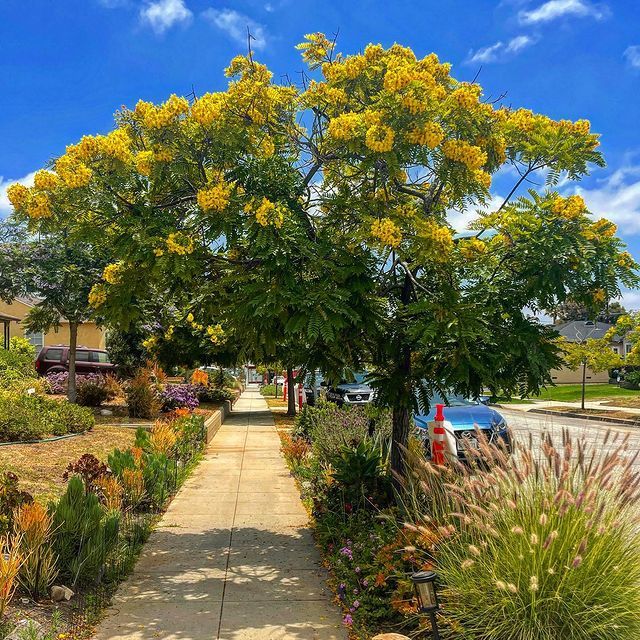 Jual 50 Biji Cassia leptophylla / Gold Medallion Trees / Golden