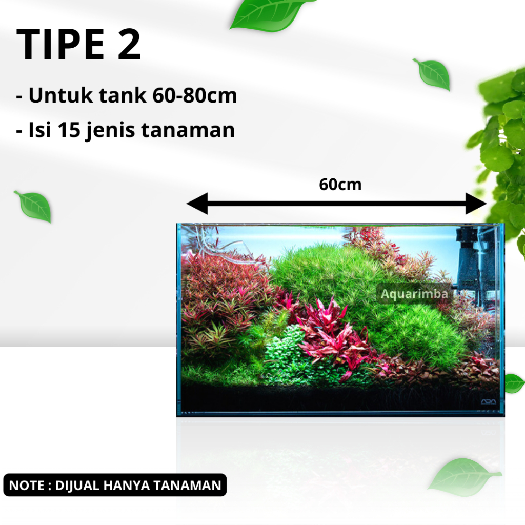 Jual Paket Dutch Style ( Tanaman Aquascape Tumbuhan Air Hidup Hiasan ...