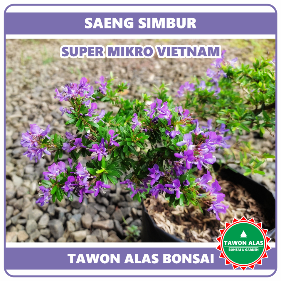 Jual BONSAI SAENG SIMBUR Super Mikro Thailand Vietnam - Tanaman Bonsai ...