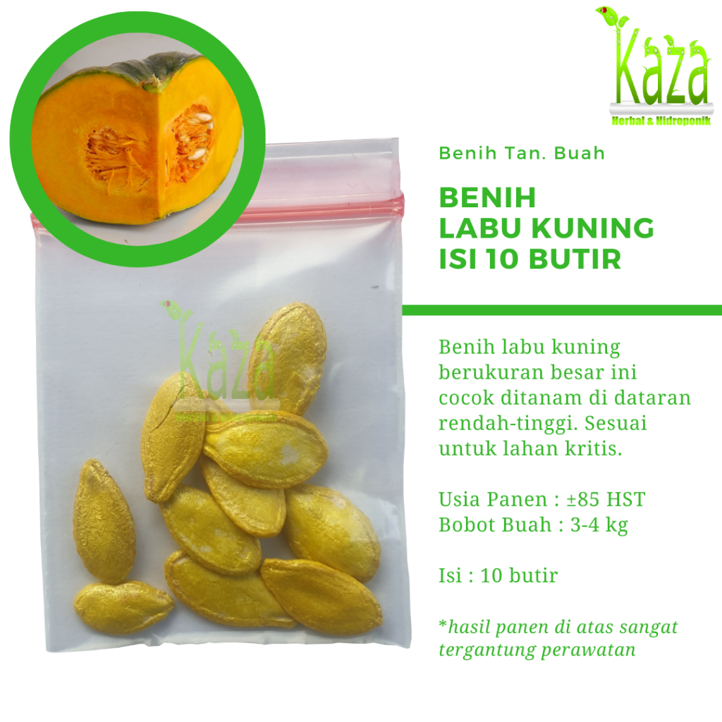 Jual Benih Biji Labu Kuning Waluh isi 10 butir - Ukuran Besar | Shopee ...