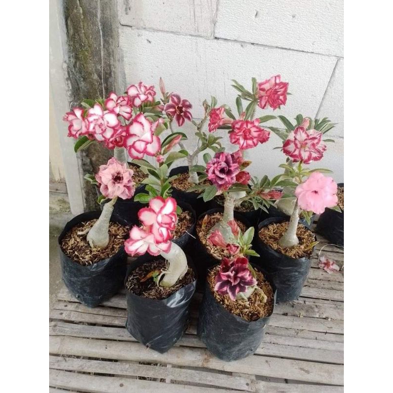 Jual paket 3 bonus 1 pohon adenium size A random bunga | Shopee Indonesia