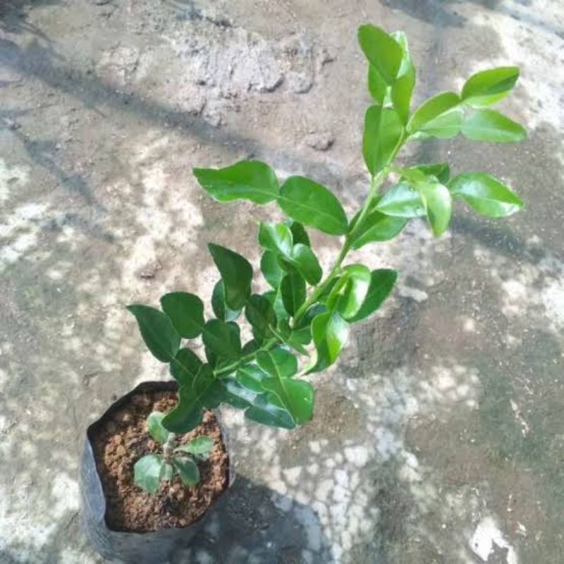 Jual Tanaman Jeruk Purut Cocok Untuk Kebutuhan Dapur Dan Lainnya
