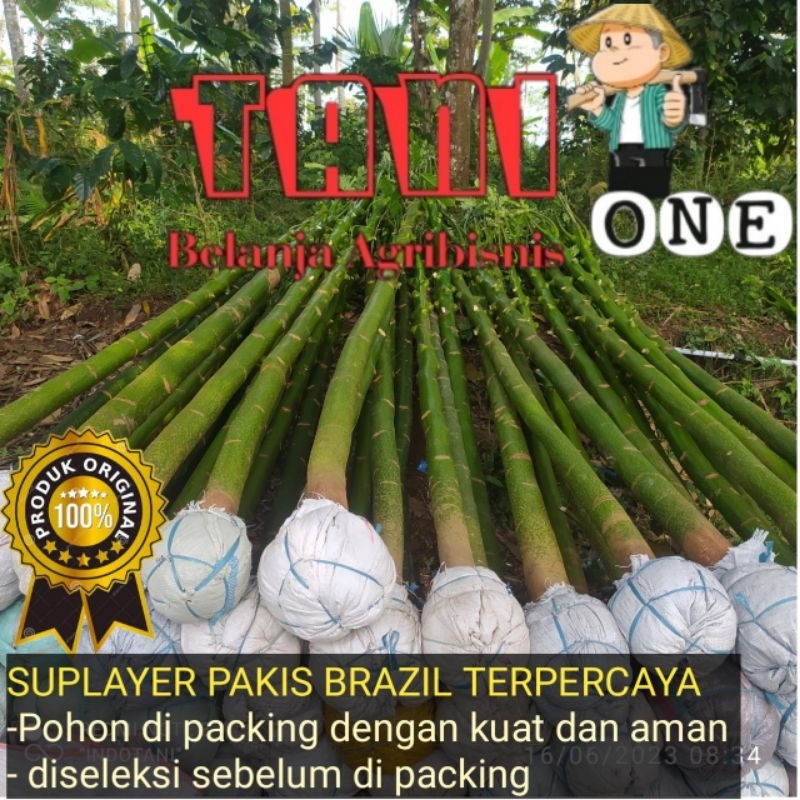 Jual pohon Pakis Brazil I Solobium Parahiba tinggi 200 cm cargo ...