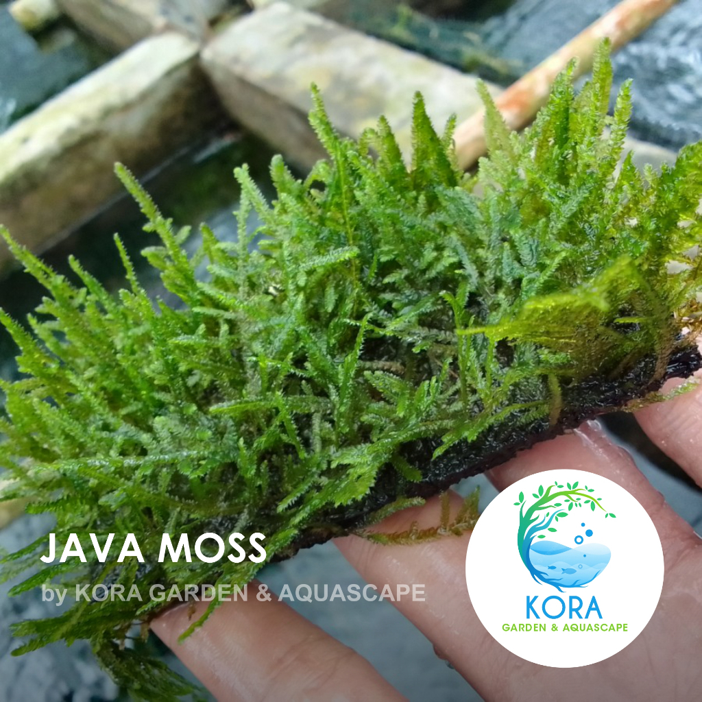 Jual Java Moss Tanaman Air Aquascape / Aquarium/ Kolam / Low CO2