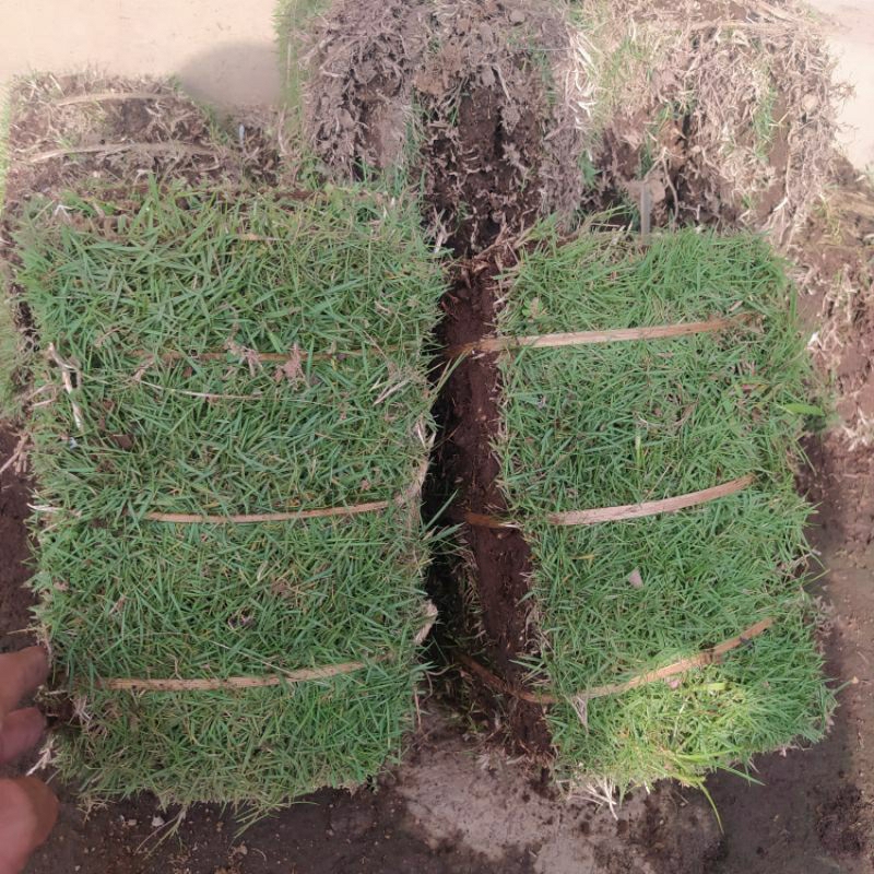 Jual paket hemat 6-7 lembar rumput jepang lembar 25x15cm hidup | Shopee ...