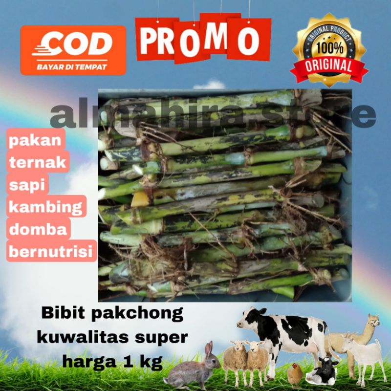 Jual Bibit pakchong tua bibit rumput pakcong harga 1kg pakan ternak ...