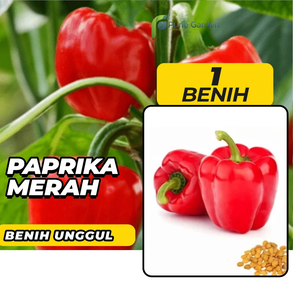 Jual Benih Bibit Paprika Merah 1 Benih Dua Ribuan PG SBY Shopee Indonesia