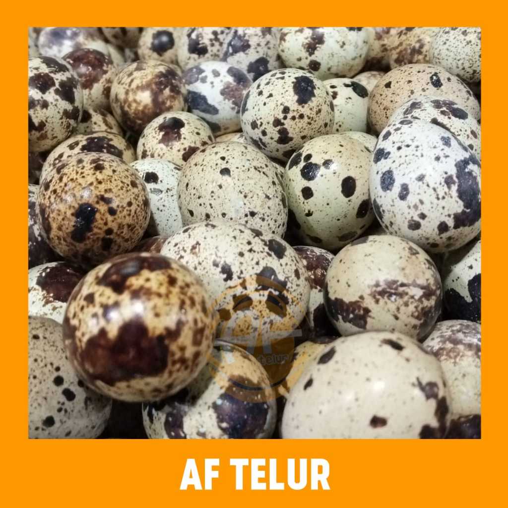 Jual Telur Puyuh Fresh 1 Kg Isi 80 90 Butir Af Telur Shopee Indonesia 4294