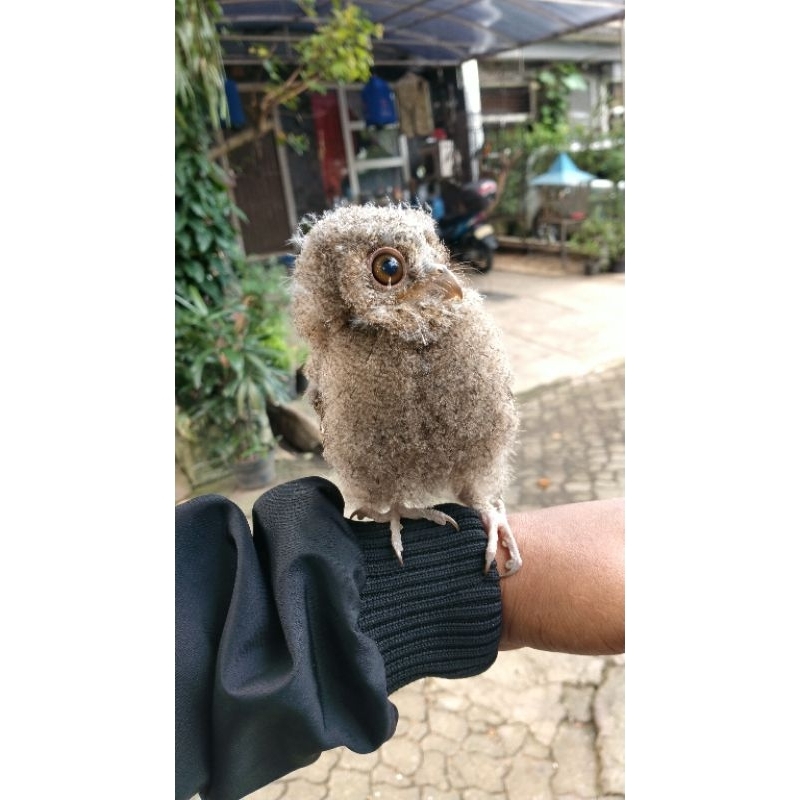 Burung Hantu Albino