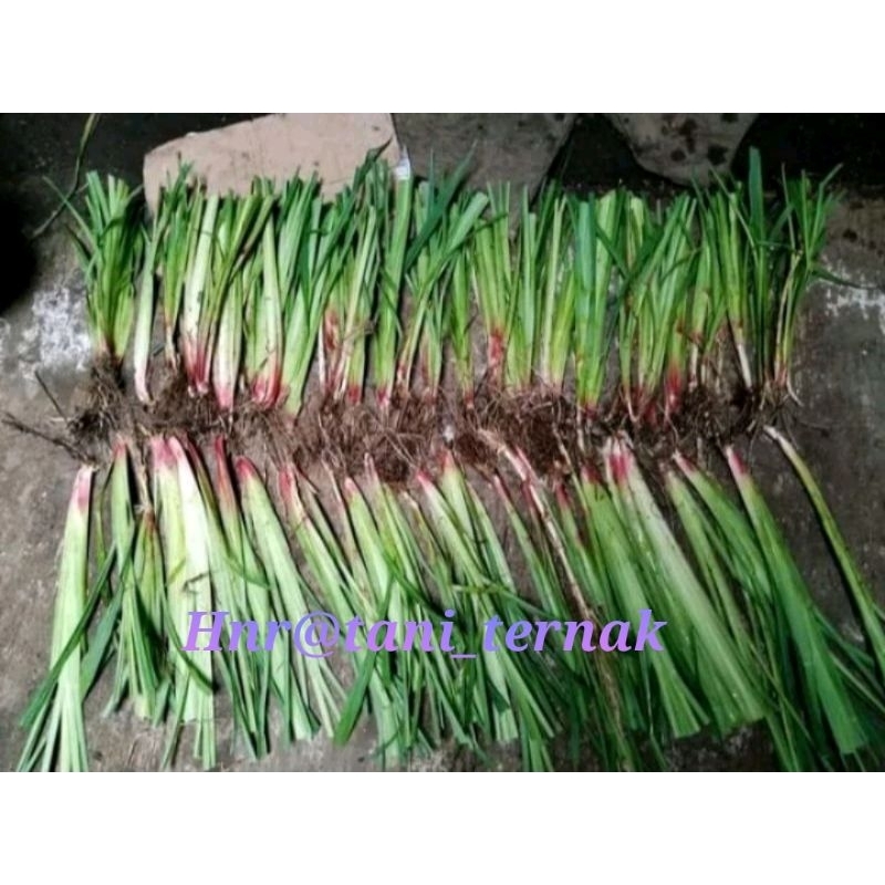 Jual bibit rumput setaria ½kg pakan sapi kambing domba | Shopee Indonesia