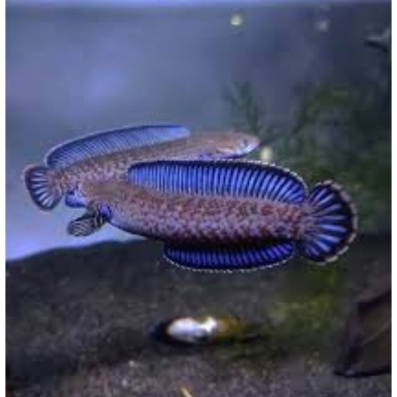 Jual ANDARO PAIR 9-10CM | Shopee Indonesia