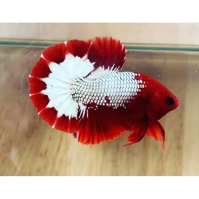 Jual cupang fccp red 5000 ekor | Shopee Indonesia