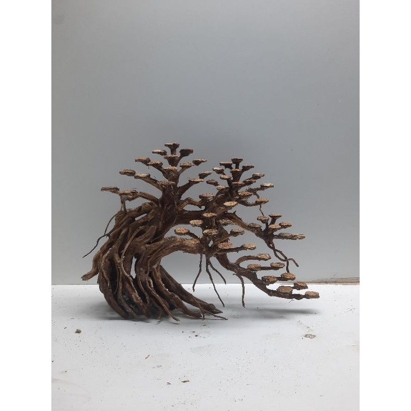 Jual bonsai 30cm aquascape Shopee Indonesia