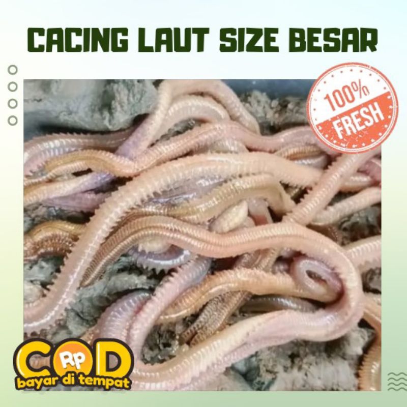 Jual SEPESIAL UMPAN GALATAMA LELE/ CACING LAUT BESAR | Shopee Indonesia
