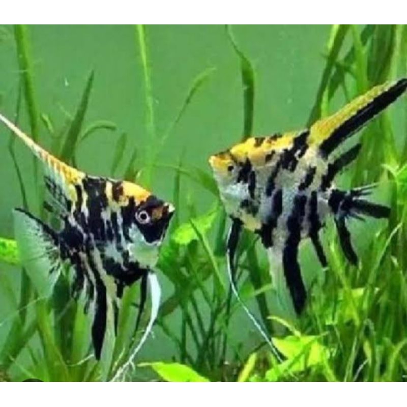 Jual Ikan Manfish Tricolor/Angel fish/Ikan Hias Aquascape/Air Tawar ...