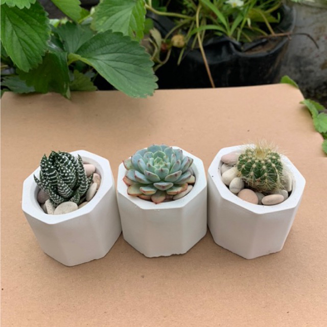 Kaktus Sukulen Mini Fullset - Gratis pot, Media Tanam dan Batu hias