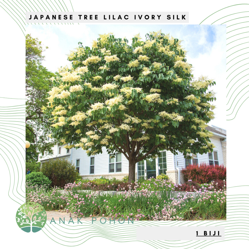 Jual Benih Bibit Biji - Japanese Tree Lilac Ivory Silk Pohon Bunga ...
