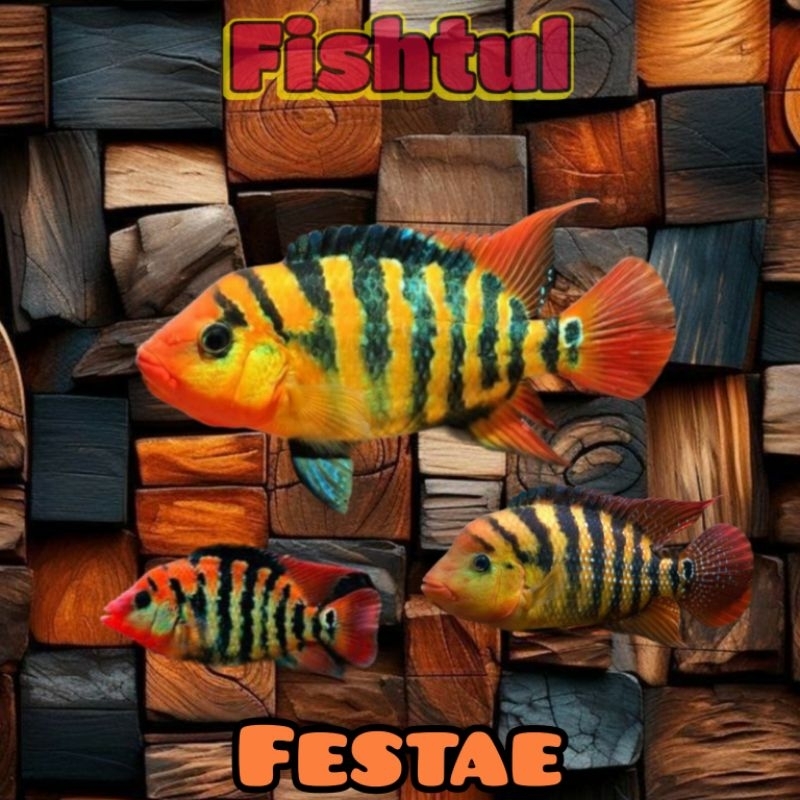 Jual Cichlid Festae Red Terror | Shopee Indonesia