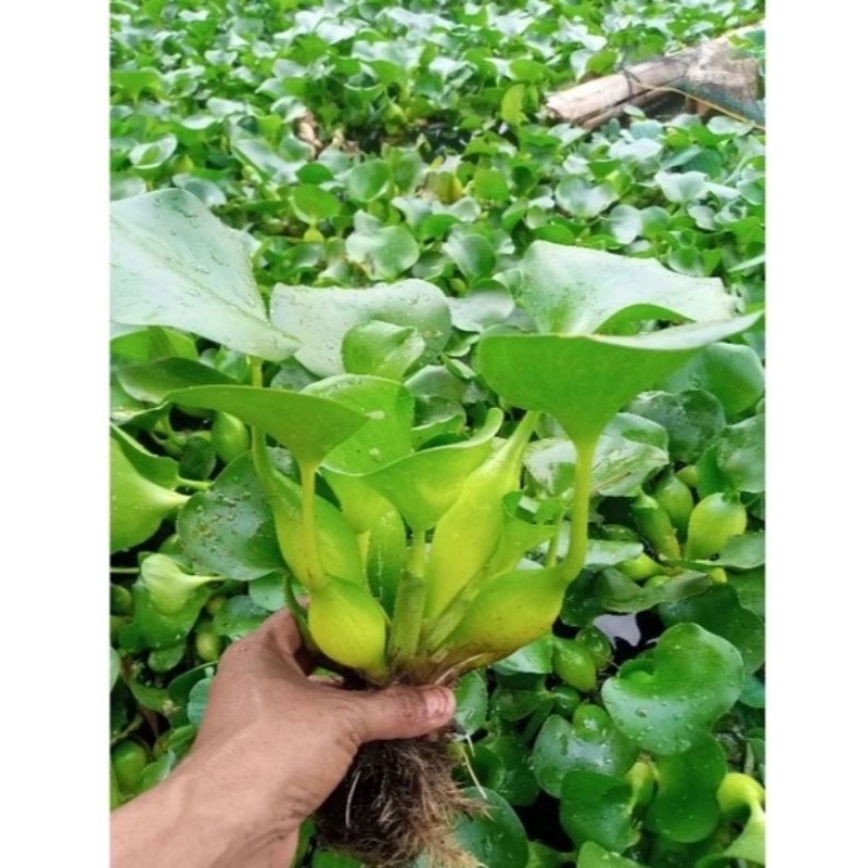 Jual BIBIT ENCENG GONDOK 5PCS | Shopee Indonesia