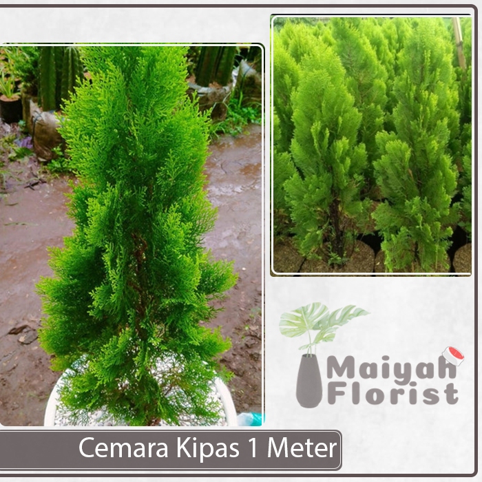 Jual Cemara Kipas 1 Meter - Cemara Kipas Sudah Besar & Tinggi - Tanaman ...