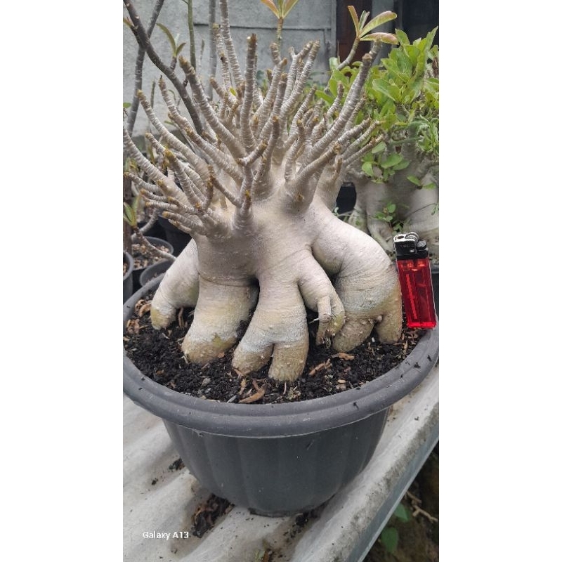 Jual ADENIUM ARABICUM JUMBO ID. EMERALD CROWN | Shopee Indonesia