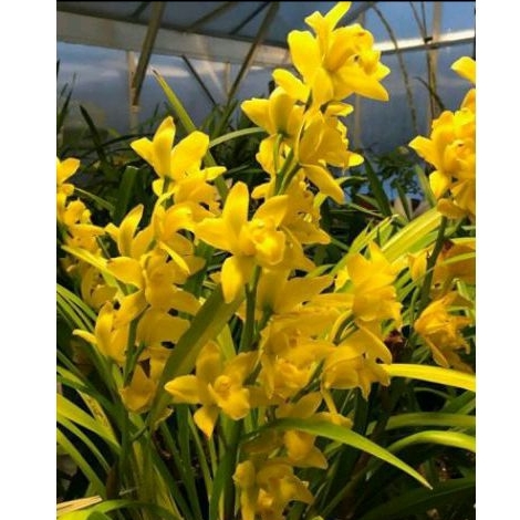 Jual Cymbidium Golden Boy | Shopee Indonesia