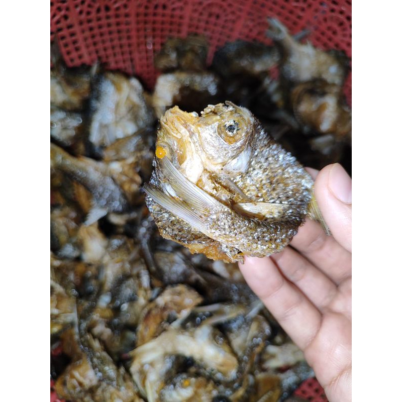 Jual Ikan Turik Balah Goreng Danau Singkarak | Shopee Indonesia