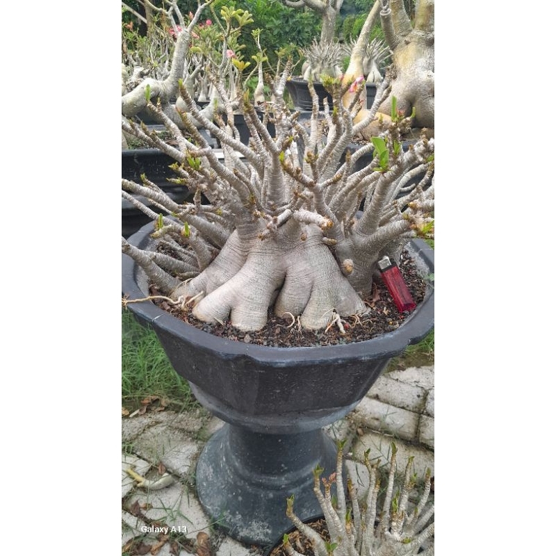 Jual ADENIUM ARABICUM SUPER JUMBO IMPORT ID. GODJI GOLDEN TANK ...