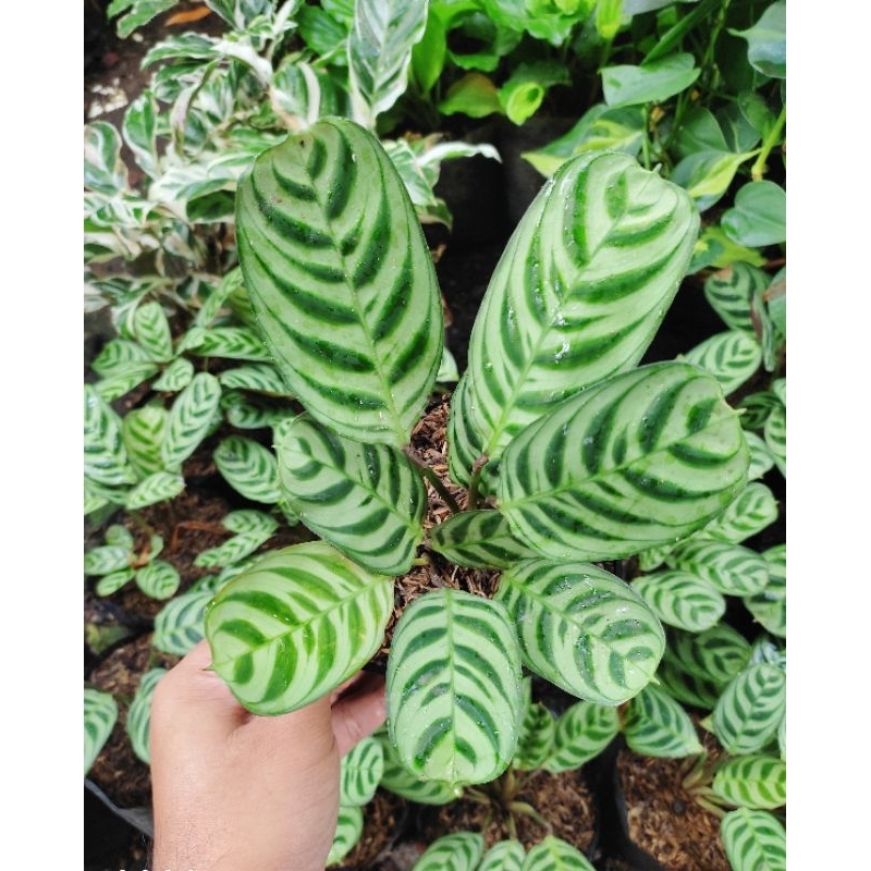 Jual Calathea Stromata Maranta Sepat Shopee Indonesia