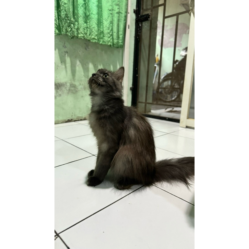 Jual Kucing Persia Medium Persimed Peaknose Flatnose Jantan Usia 9