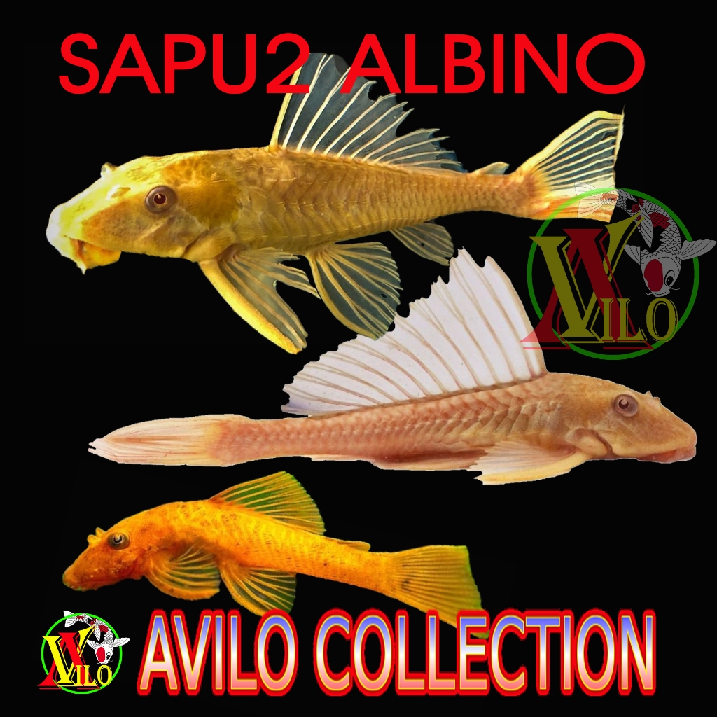 Jual Ikan Sapu Albino Kuning Ikan Pemakan Lumut Jumbo Besar Shopee