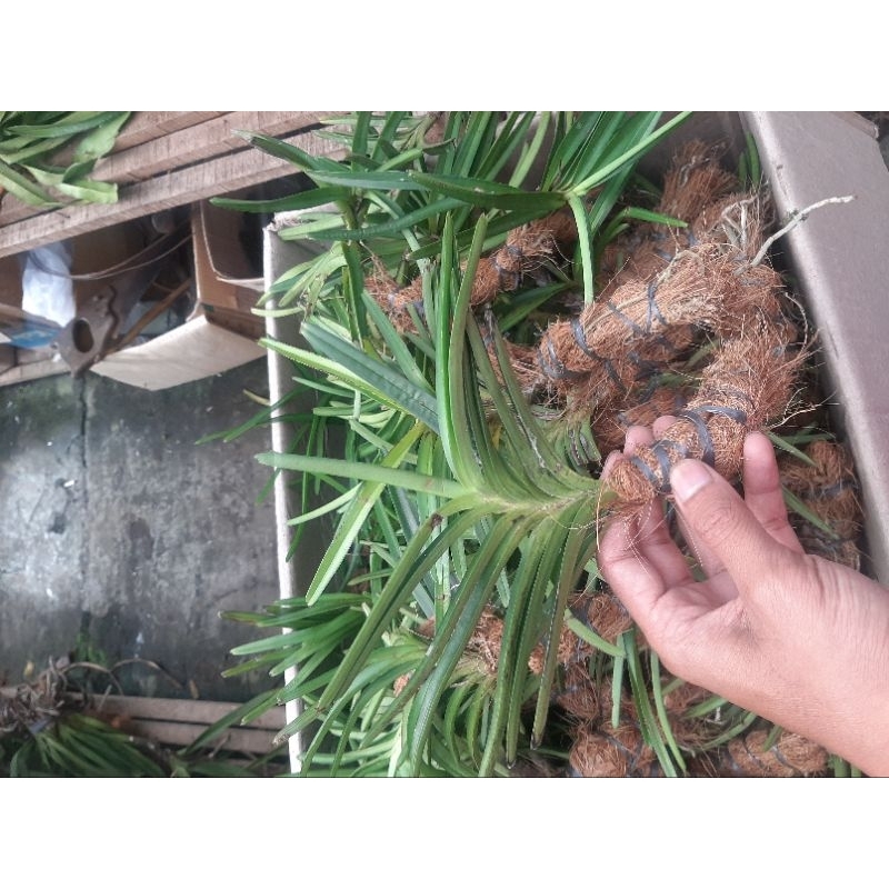 Jual vanda mini / ascosentrum isi 7 pohon | Shopee Indonesia