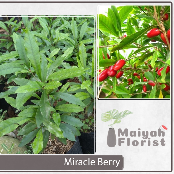 Jual Bibit Pohon Tanaman Buah Miracle Fruit Synsepalum Dulcificum