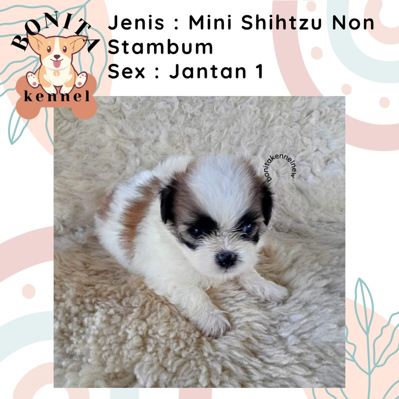 Jual mini best sale shih tzu