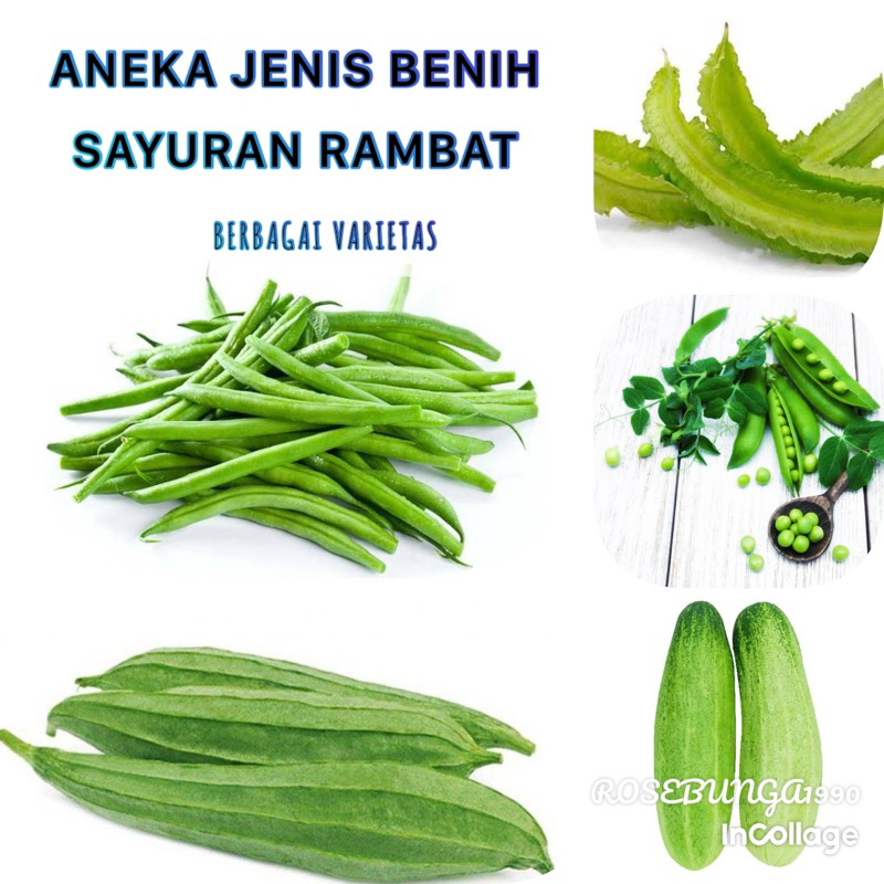 Jual LENGKAP- Aneka Benih SAYURAN MERAMBAT, Labu Air, Timun, Pare ...