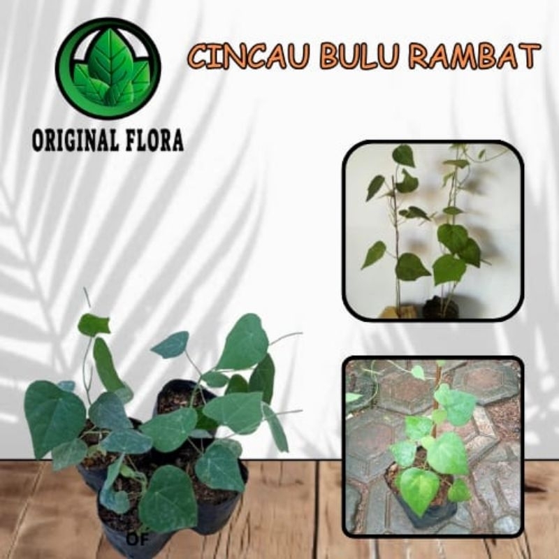 Jual Bibit Tanaman Daun Cincau Rambat Cincau Bulu Bagus Untuk Panas