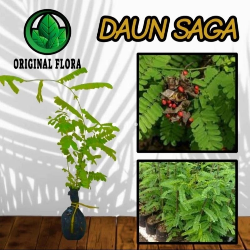 Jual Bibit Saga Rambat Tanaman Saga Pohon Saga | Shopee Indonesia