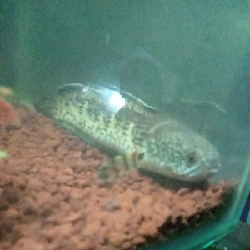 Jual ikan channa auranti bagus ikannya lagi tidur | Shopee Indonesia