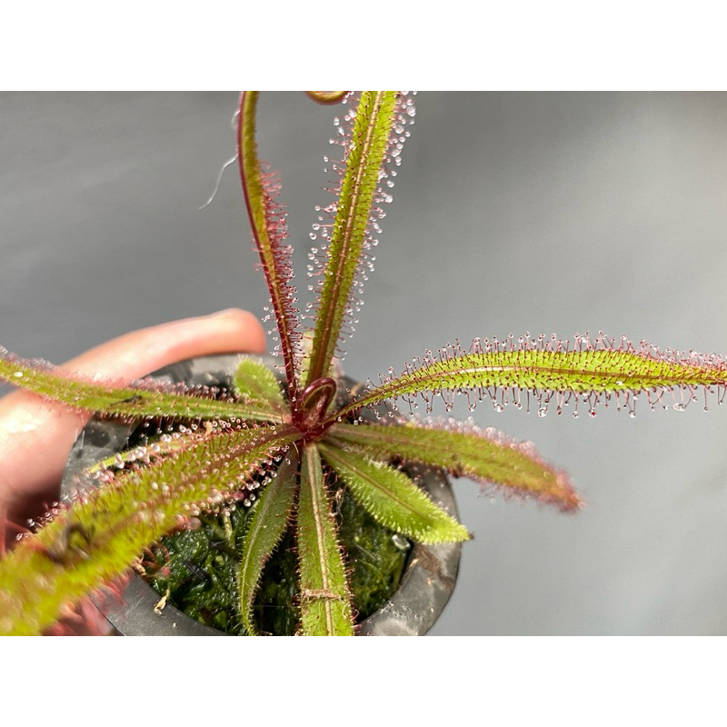 Jual Drosera Adelae | Sundew | Drosera | tanaman hias | tanaman pemakan ...