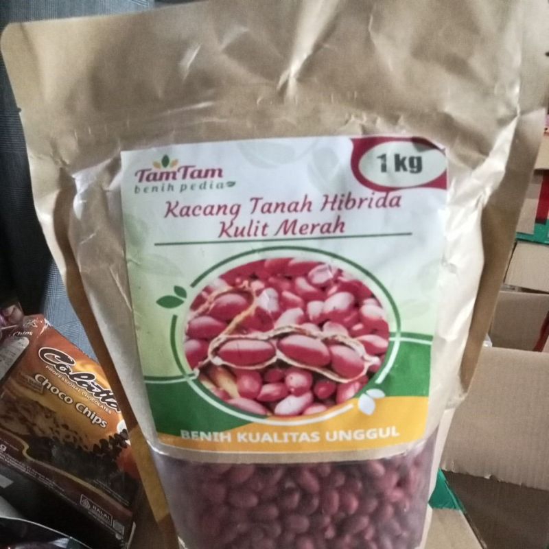 Jual Benih Kualitas Unggul Tamtam Kacang Tanah Hibrida Kulit Merah