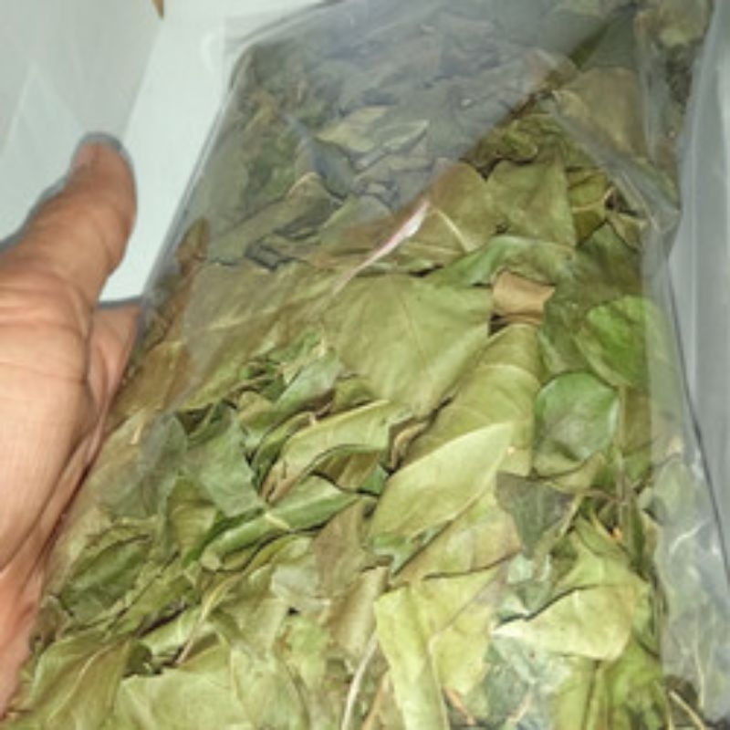 Jual Daun kemiri muncang kering untuk kesehatan tubuh ready stock ...