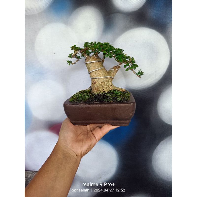 Jual Bonsai Sancang Bogel Siap Pajang Shopee Indonesia