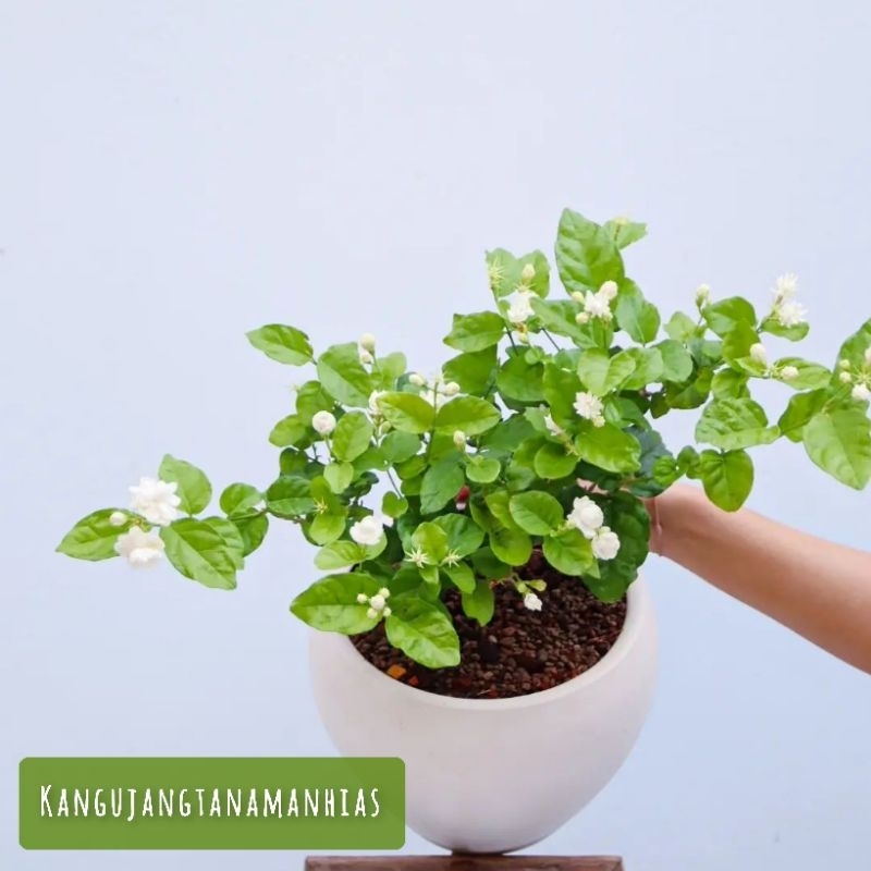 Jual 1 potTanaman Hidup Bunga MELATI MINI SUPER WANGI | Shopee Indonesia