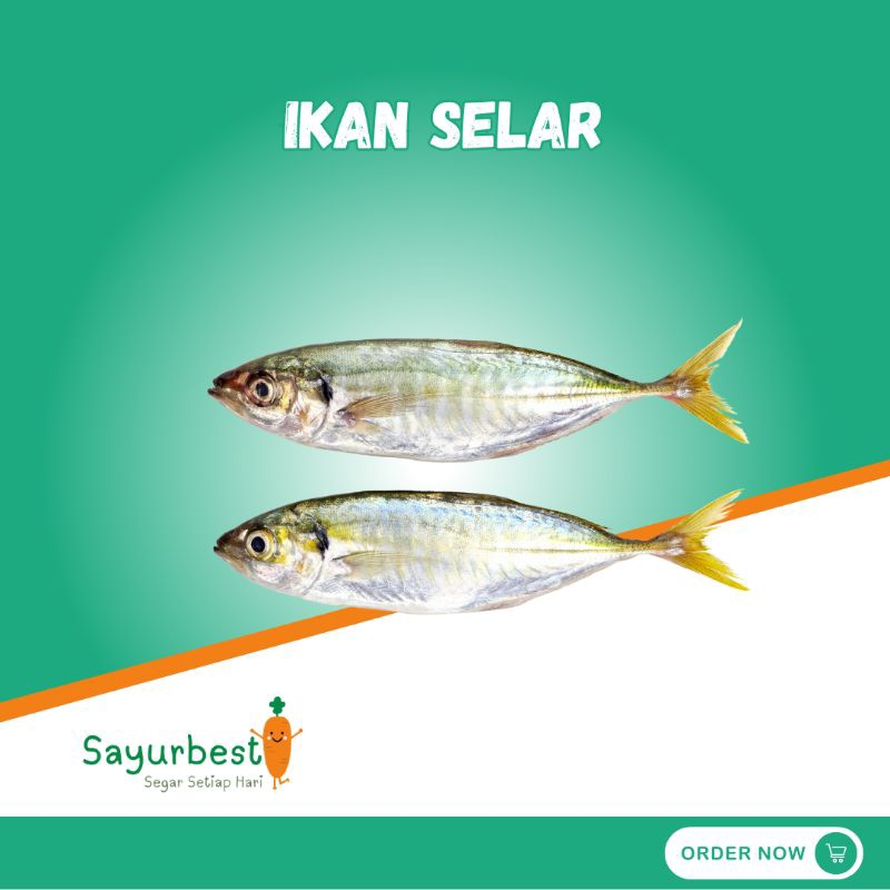 Jual Ikan Selar 250gram Fresh | Shopee Indonesia