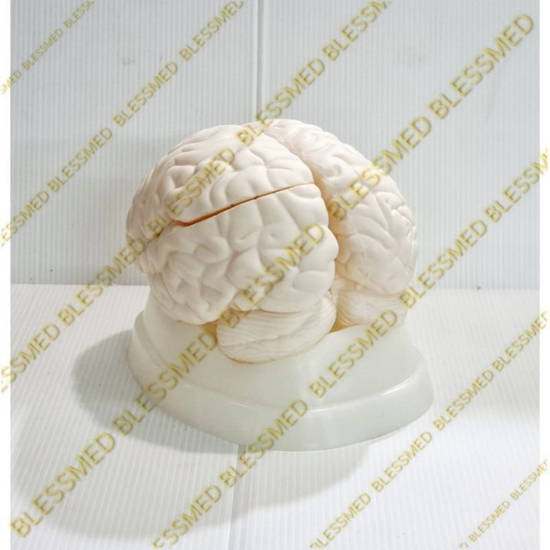 Jual Alat Peraga Brain Dissection Model/Otak Manusia GL 8304 (Import ...
