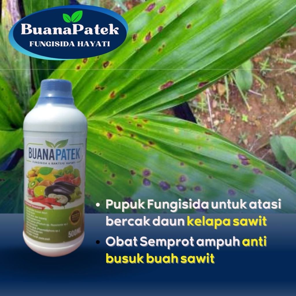 Jual Promo Obat Ampuh Bercak Daun Kelapa Sawit Fungisida Busuk Buah Sawit Obat Semprot Atasi